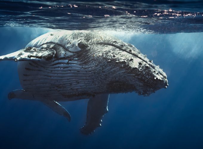 Wallpaper Underwater, Whale, 4K, Animals 8059915152